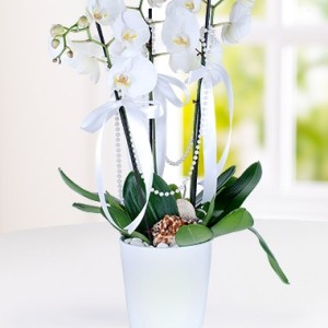 3-dal-phalaenopsis-orkide-at582-1-2