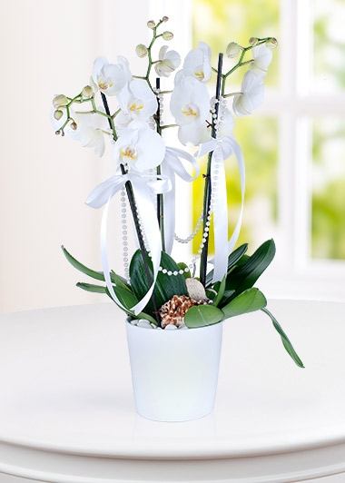 3-dal-phalaenopsis-orkide-at582-1-2