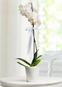 Phalaenopsis Orkide Çiçeği