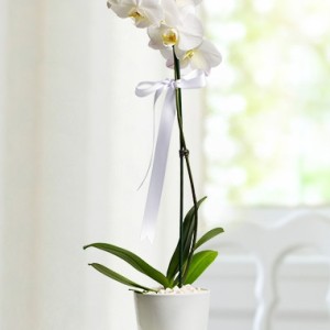 Phalaenopsis Orkide Çiçeği